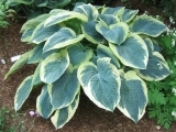 hosta american halo