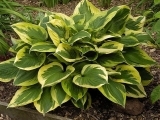 hosta anne