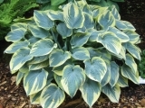 hosta aristocrat