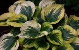 hosta Broadway