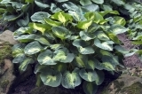 hosta dream-weaver