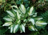 hosta enterprise