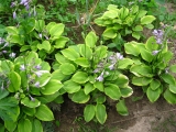 hosta golden_tiara