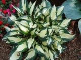hosta Loyalist
