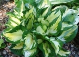 hosta Morning-Light