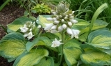 Hosta Super-Nova