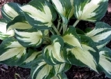 hosta pathfinder