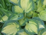 Hosta Beach Boy