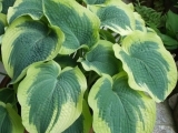 hosta Northern Exposure