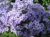 Divaricata Chattahoochee