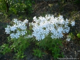 Divarikata Perfume