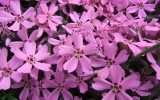Subulata Moss Pink