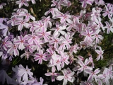 Subulata Candy stripe