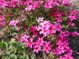 Subulata Scarlet Flame
