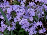 Divaricata Blue Moon