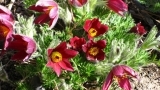 Pulsatilla Vulgaris Bells Red