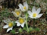 Pulsatilla Vulgaris Bells White