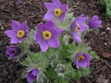 Pulsatilla Vulgaris Bells Violet