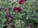 Geranium Samobor