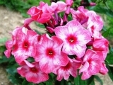 Phlox Ferris Wheel