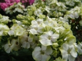 Phlox Jade