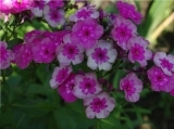 Phlox Magic Blue