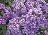 Phlox Margry