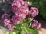 Phlox Naturel Filings