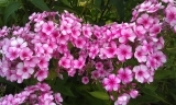 Phlox neon Flare