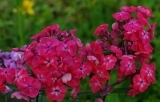 Phlox Watermelon Punch