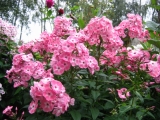 Phlox Аня Гаганова