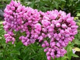 Phlox Бутонник