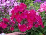 Phlox Bишенка