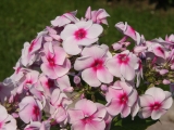 Phlox Девичий Румянец