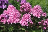 Рhlox Мисс Элли