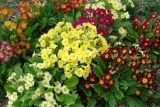 Примула весенняя