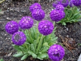 Мелкозубчатая Violet