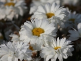 Leucanthemum Victorian Secret