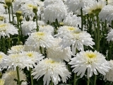 Leucanthemum Fiona Goghill