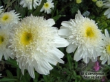 Leucanthemum Wirral Supreme