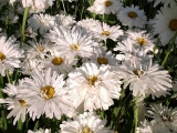 Leucanthemum Crazy Daisy