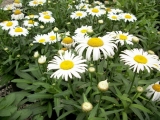 Leucanthemum Snow Lady
