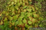 Epimedium Rubrum