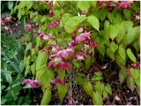 Epimedium Rubrum.
