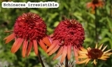 Irresistible
