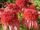Guava Ica