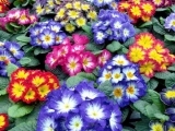 Acaulis Ohldream Mix