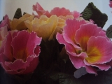 Acaulis Delight Pink Shades