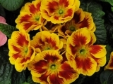 Acaulis Solena Mix