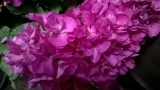 Classic Violel